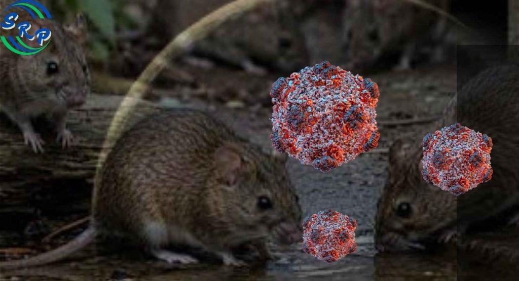 Hantavirus